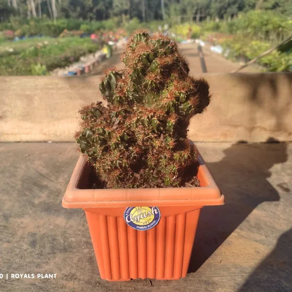 Cacti_Cereus_Repandus_Petra_Cactus_(Big_Size)
