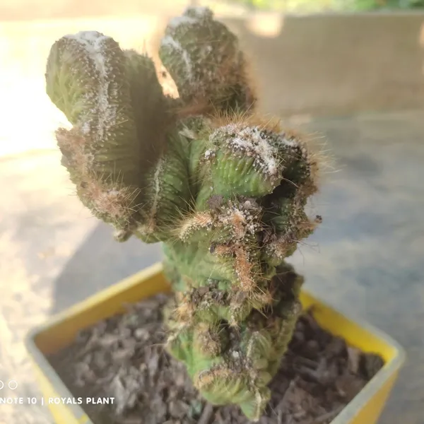 Cacti_Cereus_Repandus_Petra_Cactus_(Medium_Size)