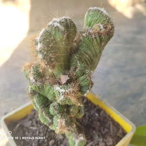 Cacti_Cereus_Repandus_Petra_Cactus_(Medium_Size)