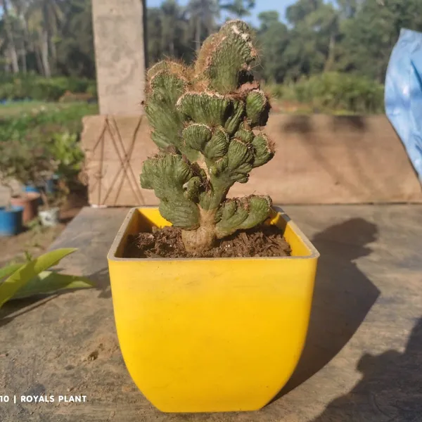 Cacti_Cereus_Repandus_Petra_Cactus_(Medium_Size)