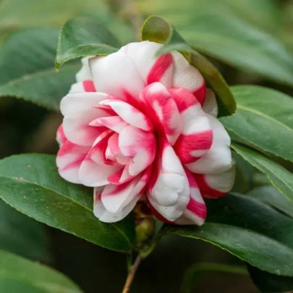 Camellia_Flower_Plant_Red