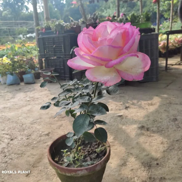 Princess_Of_Monaco_Rose_Flower_Plant