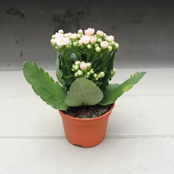 Kalanchoe_Flower_Plant_Combo_(Pack_Of_5_Colours)