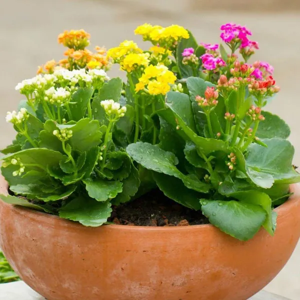 Kalanchoe_Flower_Plant_Combo_(Pack_Of_5_Colours)