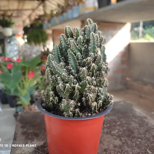 Acanthocereus_Tetragonus_Fairy_Castle_Cactus