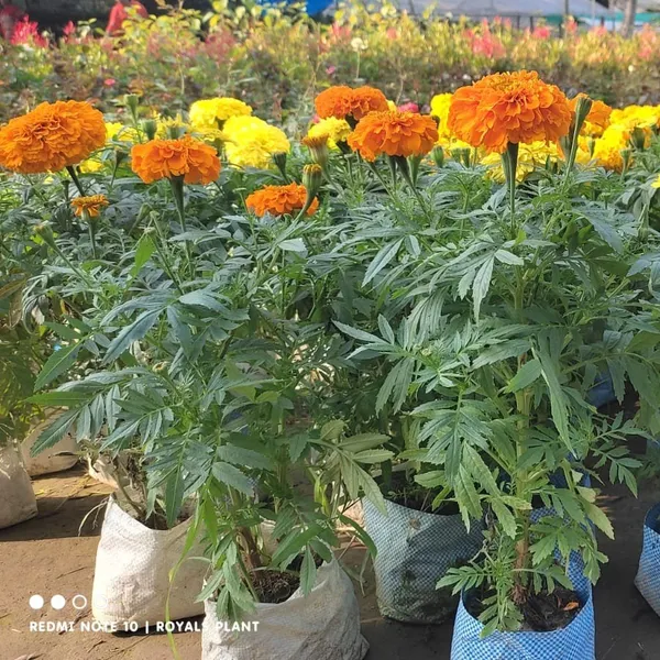 Hybrid_Inca_Varitey_Marigold_Flower_Plant_Orange