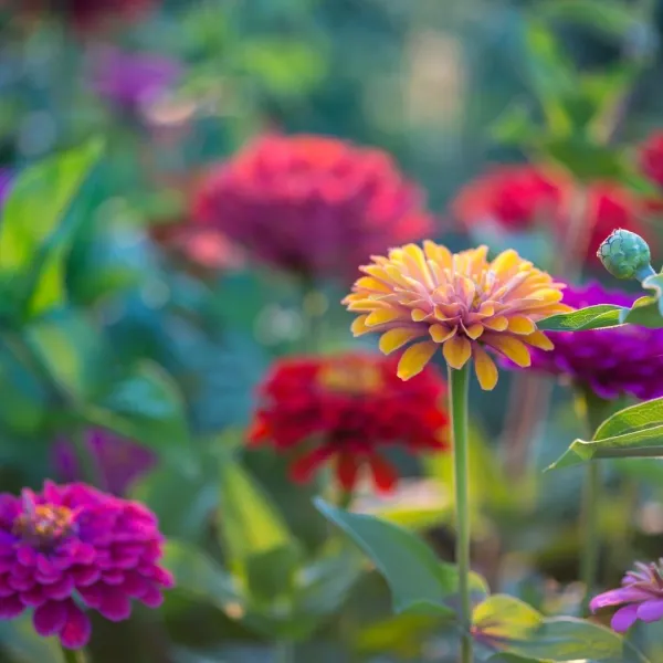 Mixed_Zinnia_Flower_Plant_4_Colours_(Pack_of_1)