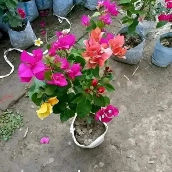 Multigrafted_Bougainvellia_Flower_Plant_(5_Colours)
