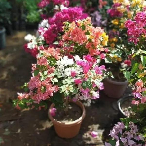 Multigrafted_Bougainvellia_Flower_Plant_(5_Colours)