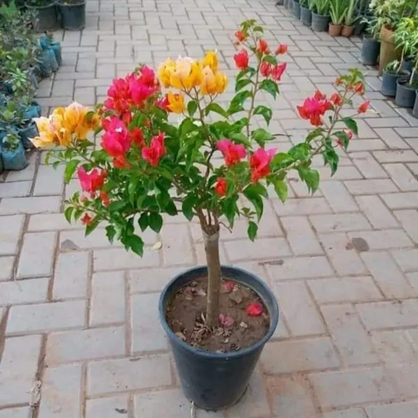 Multigrafted_Bougainvellia_Flower_Plant_(5_Colours)