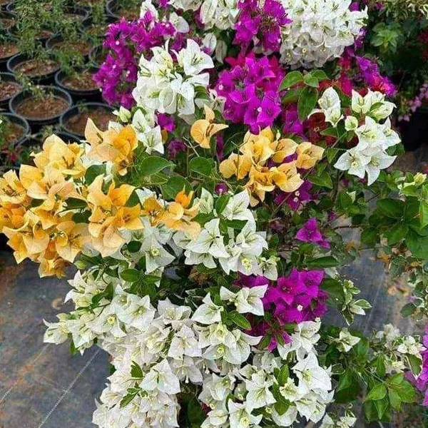 Multigrafted_Bougainvellia_Flower_Plant_(6_Colours)