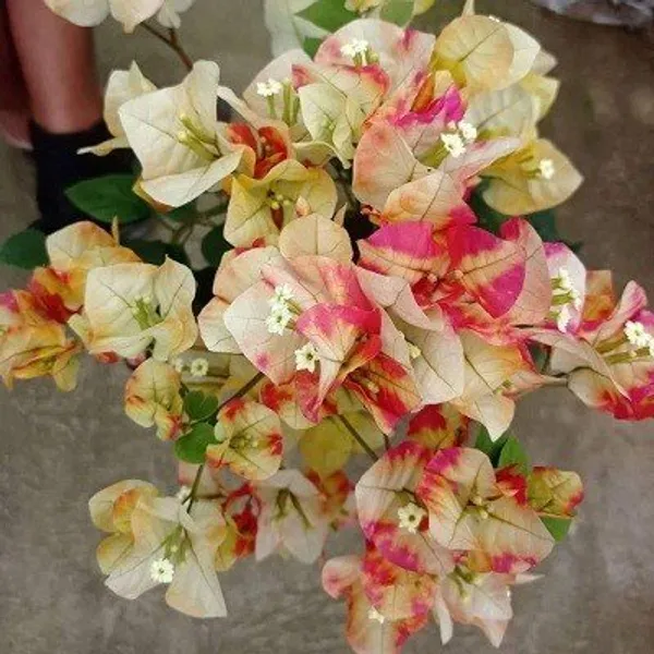 Chitra_Monduring_Bougainvellia_Flower_Plant