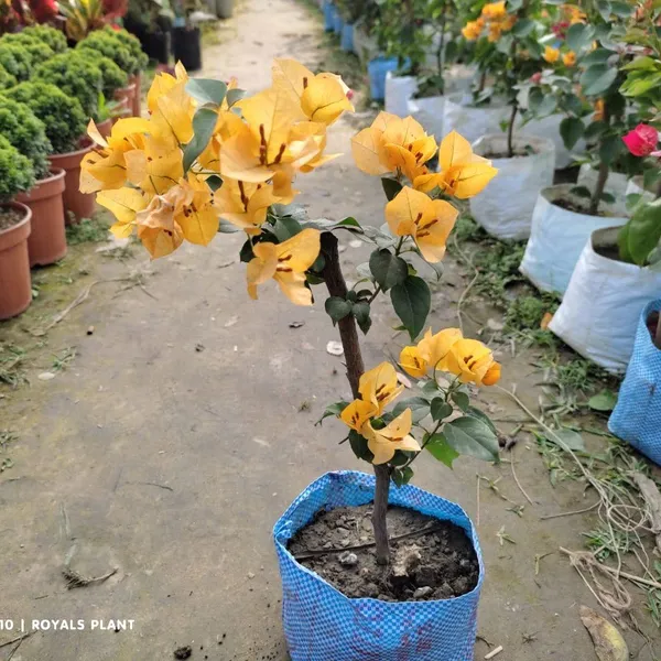 Thailand_Bougainvellia_Flower_Plant_Yellow