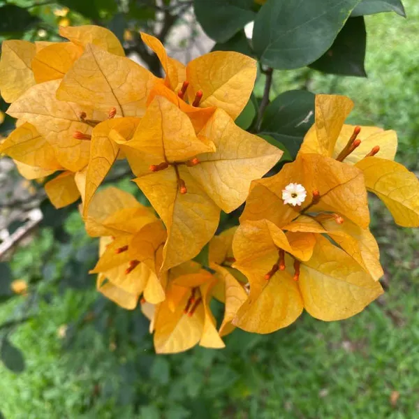 Thailand_Bougainvellia_Flower_Plant_Yellow