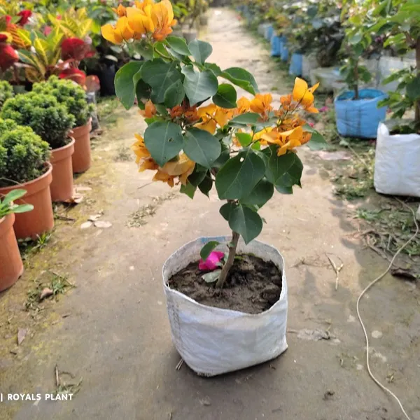 Thailand_Bougainvellia_Flower_Plant_Yellow