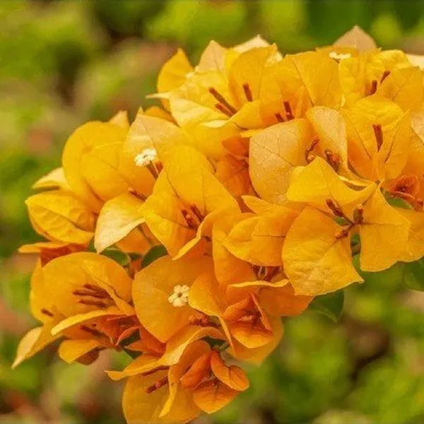 Thailand_Bougainvellia_Flower_Plant_Yellow
