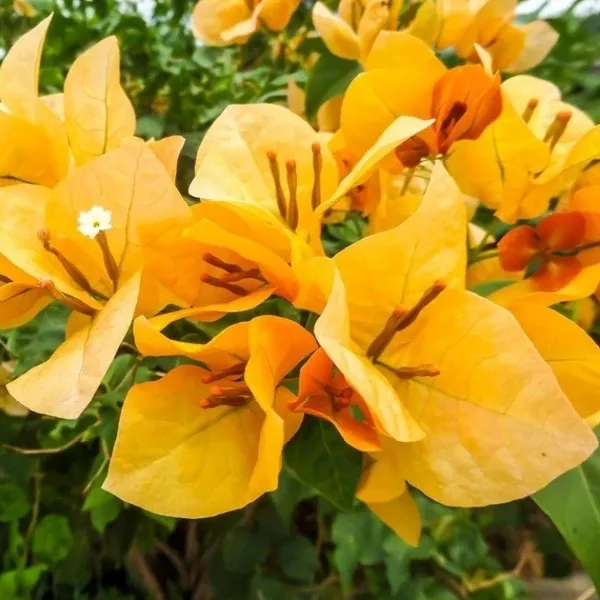 Thailand_Bougainvellia_Flower_Plant_Yellow