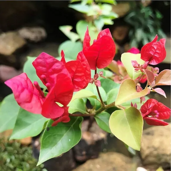 Chilli_Bougainvellia_Flower_Plant_Red