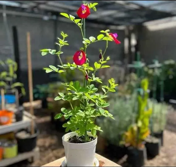 Aparajita_Flower_Plant_Red