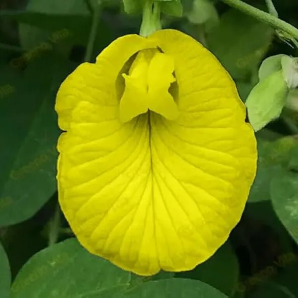 Yellow_Aparajita_Flower_Plant