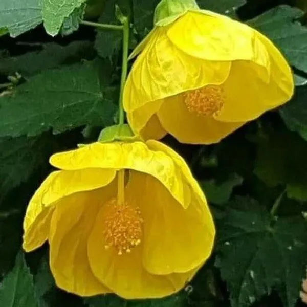 Lantern_Hibiscus_Flower_Plant_Yellow