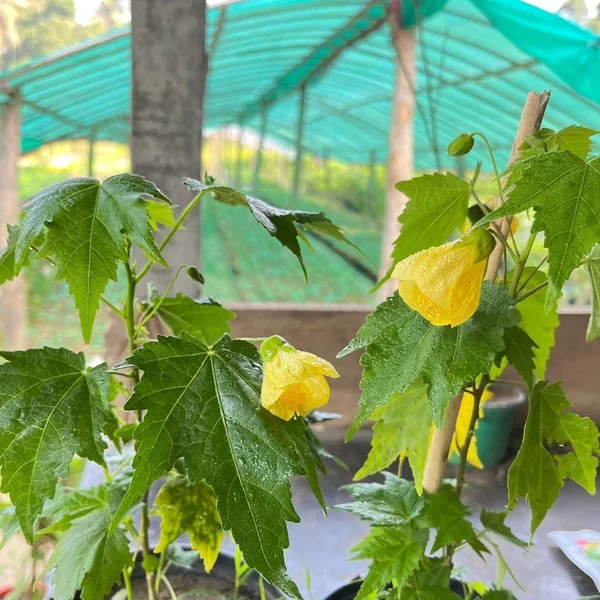 Lantern_Hibiscus_Flower_Plant_Yellow