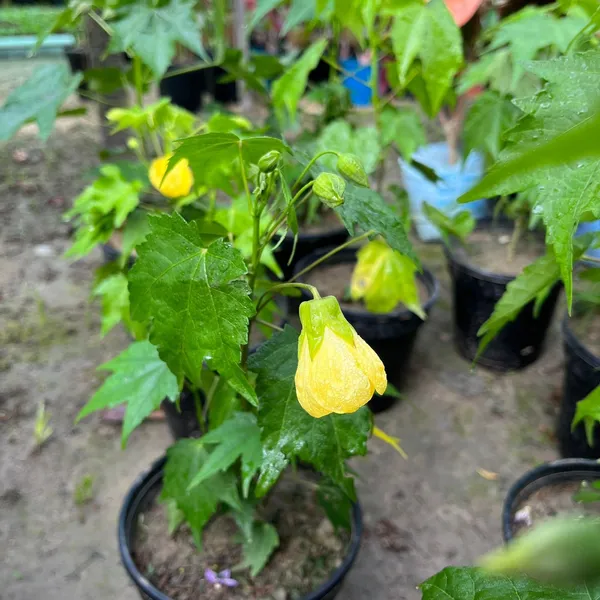 Lantern_Hibiscus_Flower_Plant_Yellow