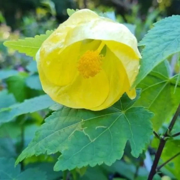 Lantern_Hibiscus_Flower_Plant_Yellow