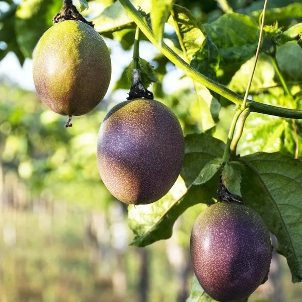 Dwarf_Varitey_Passion_Fruit_Plant