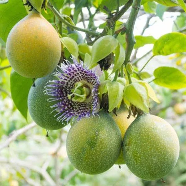 Dwarf_Varitey_Passion_Fruit_Plant