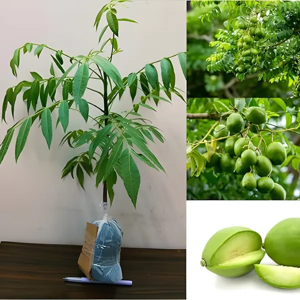 Hog_Plum_Amra_Grafted_&_Hybrid_Fruit_Plant