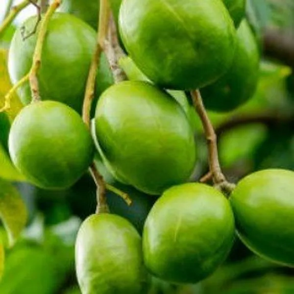 Hog_Plum_Amra_Grafted_&_Hybrid_Fruit_Plant