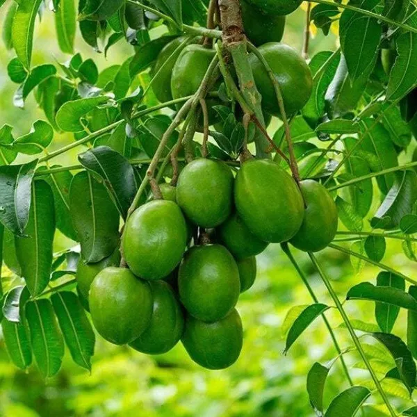 Hog_Plum_Amra_Grafted_&_Hybrid_Fruit_Plant