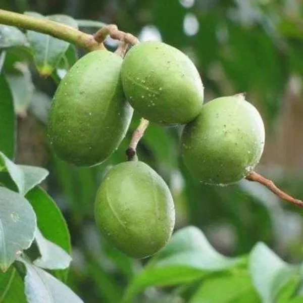 Hog_Plum_Amra_Grafted_&_Hybrid_Fruit_Plant
