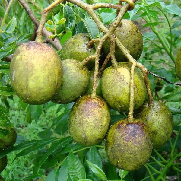 All_Time_Hog_Plum_Amra_Grafted_Fruit_Plant