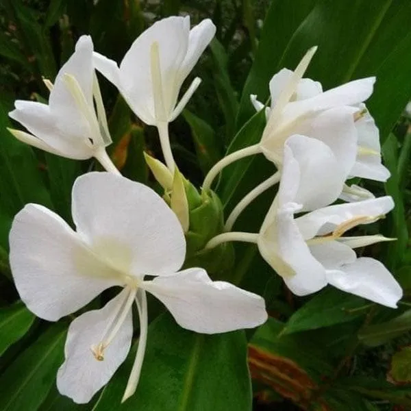 Ginger_Lily_Flower_Plant_White