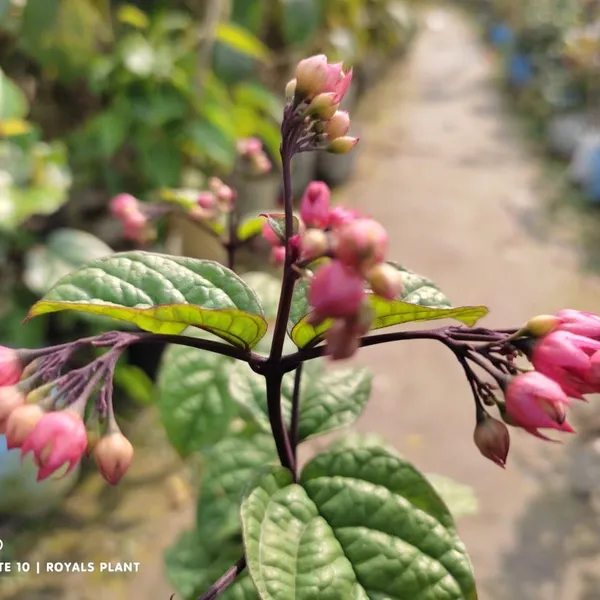 Bleeding_Heart_Vine_Flower_Plant_Red