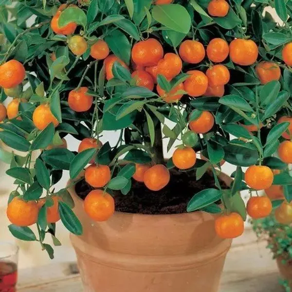 All_Time_Kamkot_Lemon_Grafted_&_Hybrid_Fruit_Plant
