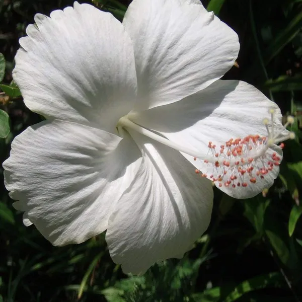 Hibiscus_Flower_Plant_White