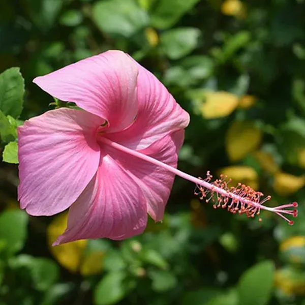 Miniature_Hibiscus_Flower_Plant_Pink