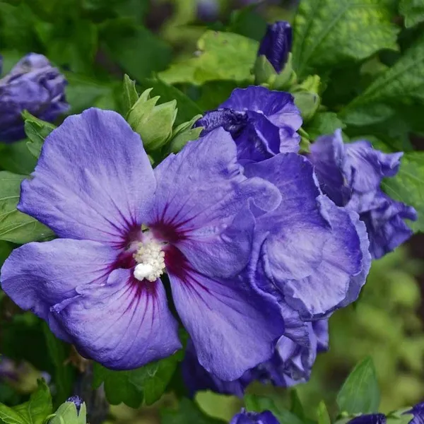 Hibiscus_Flower_Plant_Pure_Blue