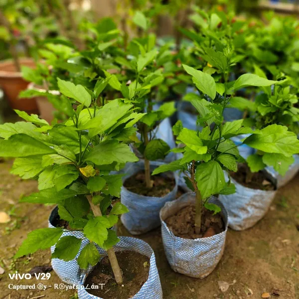Hibiscus_Flower_Plant_Pure_Blue