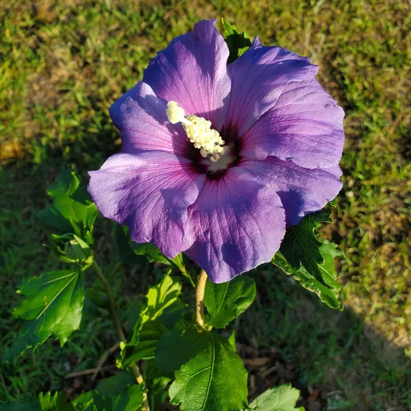 Hibiscus_Flower_Plant_Pure_Blue
