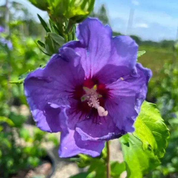 Hibiscus_Flower_Plant_Pure_Blue