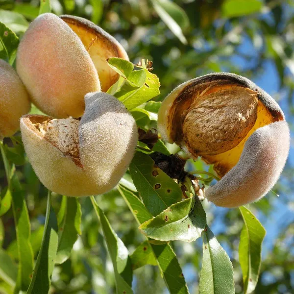 Thai_Varitey_Hybrid_Almond_Plant