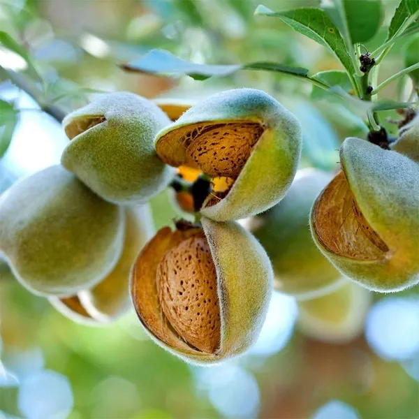Thai_Varitey_Hybrid_Almond_Plant