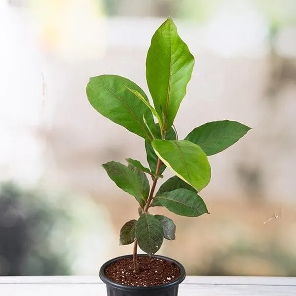 Thai_Varitey_Hybrid_Almond_Plant