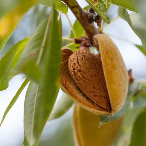 Thai_Varitey_Hybrid_Almond_Plant