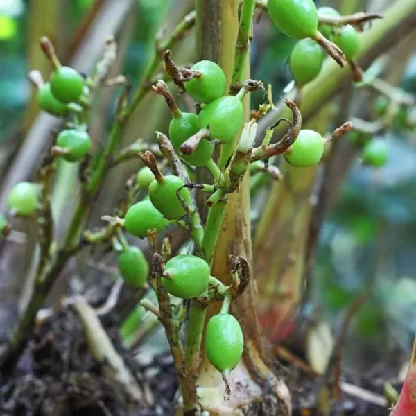 Green_Cardamon_Plant_(Elaichi)