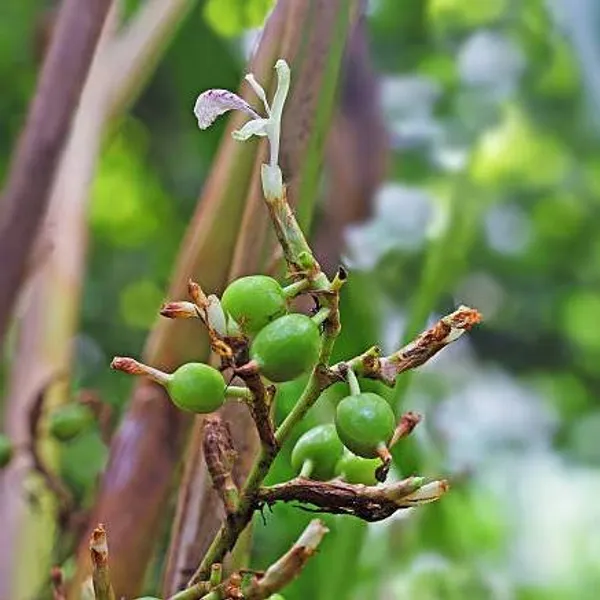 Green_Cardamon_Plant_(Elaichi)